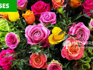 Florists & Decor - Mascons Agrotech Ltd