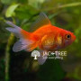 Gold Fishes (Goldfish ජෝඩු 2, ජෝඩුවක් 700 ගානේ Breeding size
