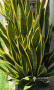 Snake plant oxygen plant ( plants for sale srilanka )