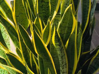 Snake plant  oxygen plant ( plants for sale srilanka )