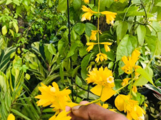 Golden bell plants for sale in weligama sri lanka