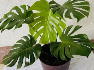 Monstera deliciosa plants in sri lanka For sale nittambuwa