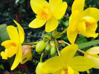 Big Yellow ground orchid plants for sale in sri lanka