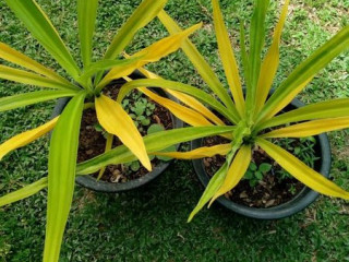 Lush Green Plants (plants of sri lanka) contact us