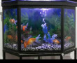 Roofed FISH TANK with fully COMPLETE SET
