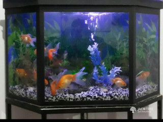 Roofed FISH TANK with fully COMPLETE SET
