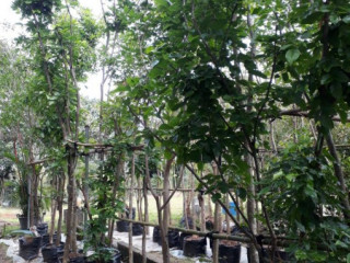 Newly Started - Root ball plants nursery in Sri Lanka