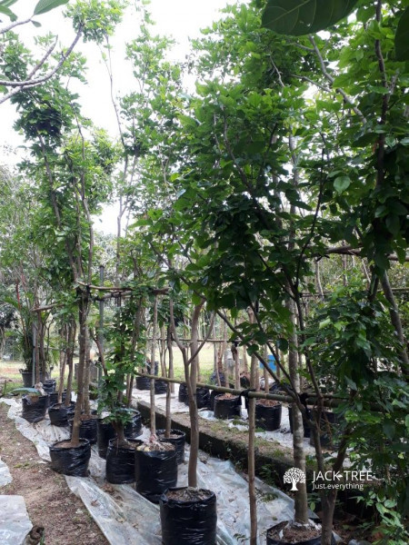 Newly Started - Root ball plants nursery in Sri Lanka