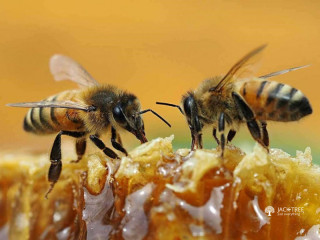 Pure Natural Bee Honey (පිරිසිඳු ස්වාභාවික මී පැණි)