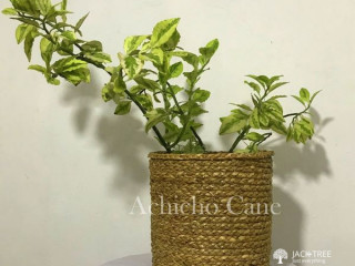 Natural Seagrass Plant Basket or Dustbin
