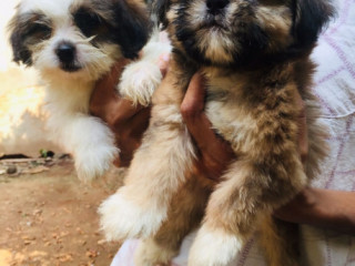 Pure Breed Shihtzu Terrier puppies for sale