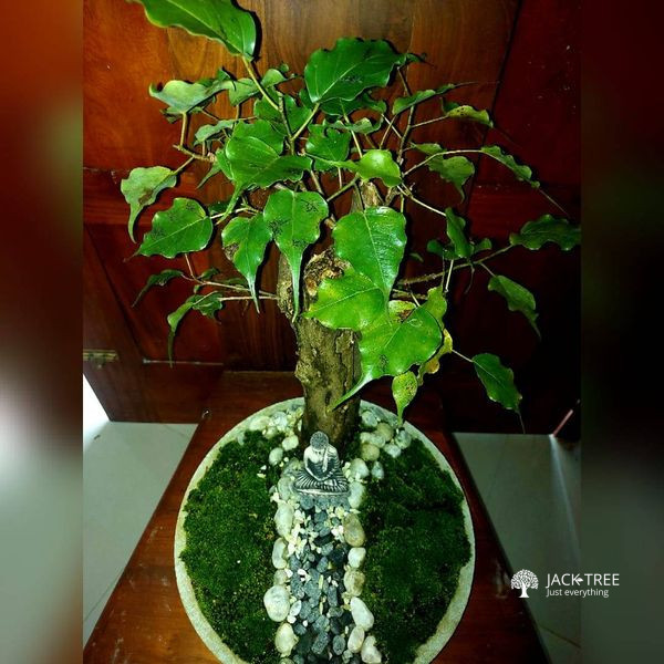 **Bonsai plant name : Bo tree (Made in Sri Lanka)