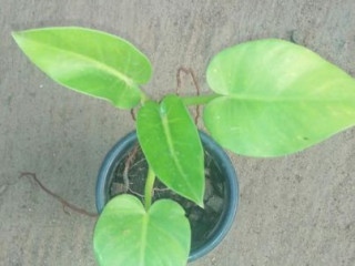 Thisu Plants & SL Shooping Personal blog
