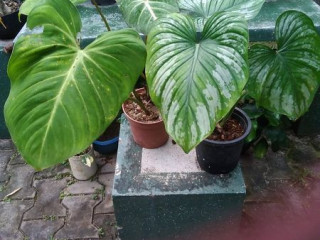 Indoor and outdoor plant  (Sachi  Perera)