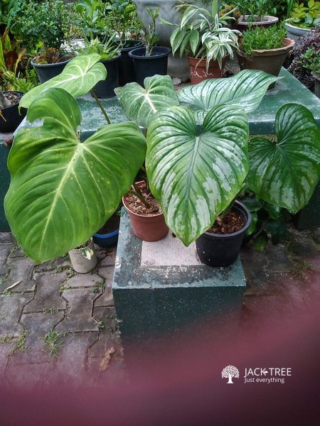 Indoor and outdoor plant (Sachi Perera)