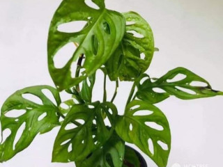 Monstera adansonii Small plants are now available