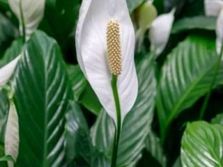 Type Of Peace Lily With & Without Flowers