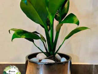 Hurry up to Place your order  . Green Plant