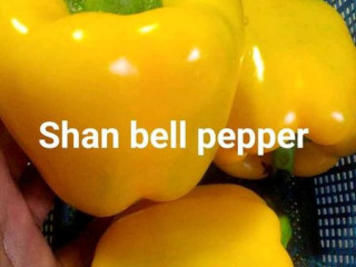 බෙල් පෙපර් බීජ (AP 01 High quality bell pepper seeds)