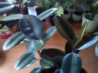 For sale .. Indoor plants from us for making your home