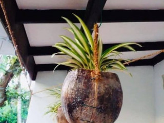 Coconut husk pots )මළ නොබදින කම්බියෙන් සකසා ඇත