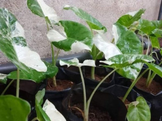 Alocasia macrorrhizos Plants for sale Courier facilities availabl