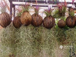 Creative air plants for sale Wtsp for more info 0701587288