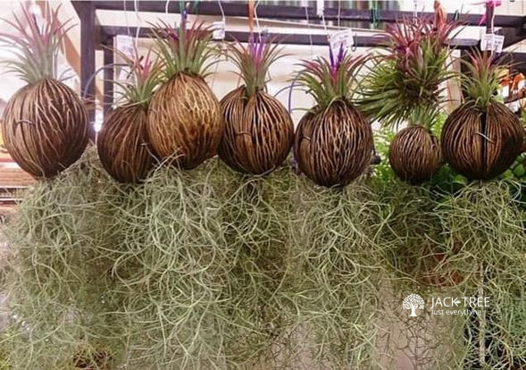 Creative air plants for sale Wtsp for more info 0701587288