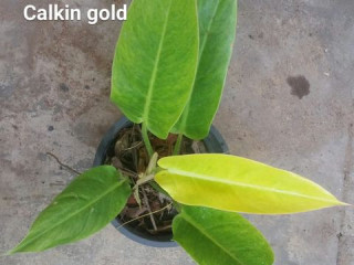Philodendron for sale Free delivery (colombo )
