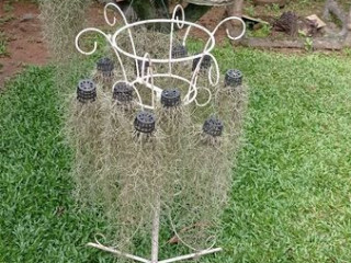 Spanish moss & Air plants  0714862464 Courier facility available