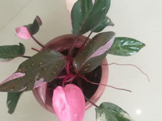 Pink princess For sale 600/= each plant 0714666505