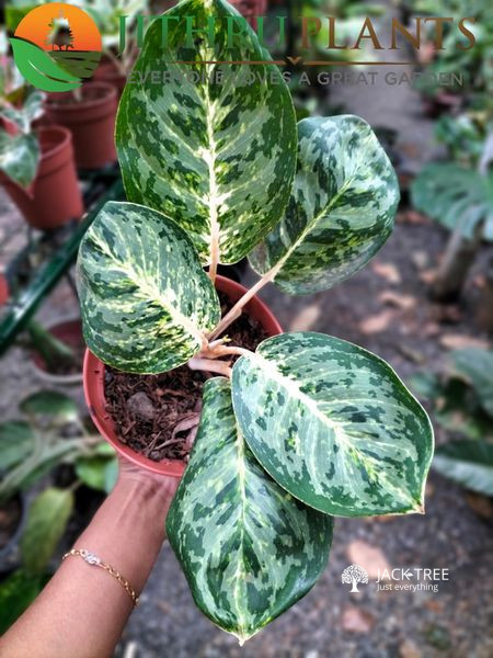 Aglaonema Jithru Plants Fb inbox for more details