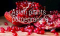 Asian plants විසින් ඔබේ ගෙවත්තට රස ගුණ සපිරි සුන්දර රතු දෙළුම්