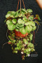  Stawberry bigonia plants for sale Price : 100