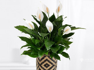 Island wide courier facilities available Peace lily