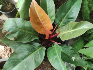 Philodendron Orange Varieties for Sale