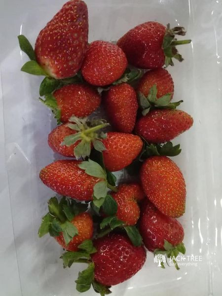 Fresh stroberry available. Oder now Deliver can be arenge