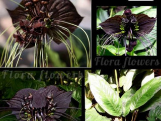 Black Bat Plants Available Now Join With Our Page
