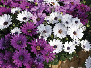 Shop a lil extra this long weekend African Daisy 02 colors  avai