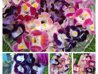 Teronia flower seeds. 2 more colors 18 color mixed seed.