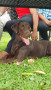 Chocolate Brown Labrador Male For Crossing