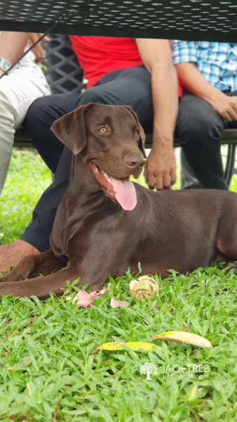 Chocolate Brown Labrador Male For Crossing