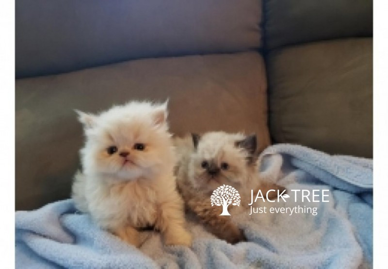 Himalayan kittens both male and female available