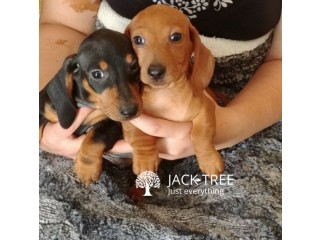 Dachshund puppies available for sale