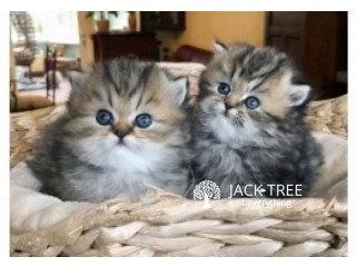 Golden Persian kittens available for sale