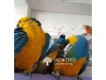 All Species of Parrots and Their Fertile Eggs for sale