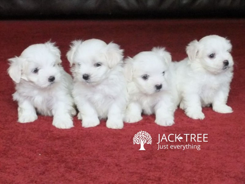 Lovely maltes Pups Fully Health Tested