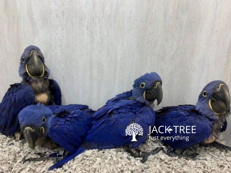 Hyacinth Macaws available now!