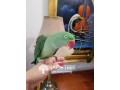 Ringneck Alexandrine Parakeets For Sale