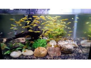 3 Feet Curved Imported Fish Tank for sale